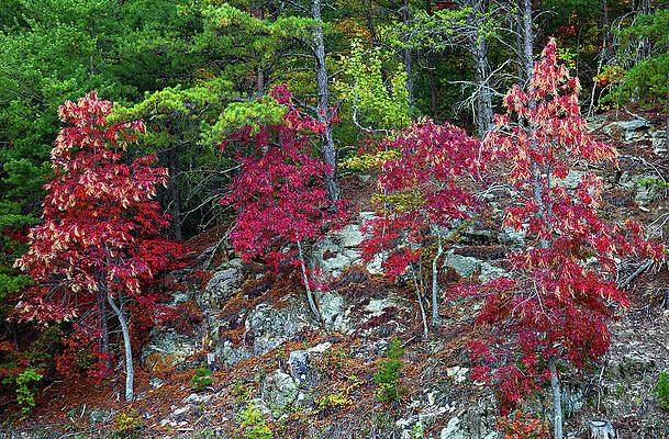 Wall Art featuring the photograph Fire On The Mountain by Gina Fitzhugh