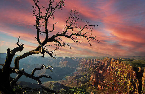 Tree Photograph - Fire Sky by Jim Carlen