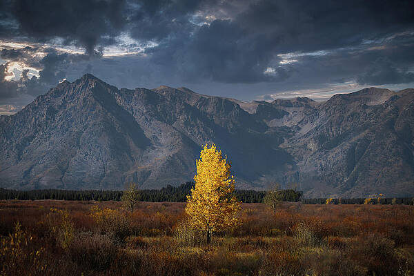 Jackson Hole Photograph - Fire Tree by Jon Snyder