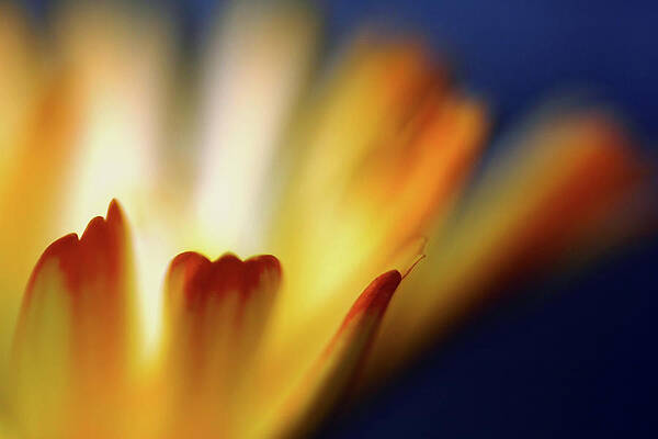 Summer Wall Art featuring the photograph Fire by Ursula Abresch