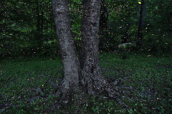 Summer Photograph - Firefly Forest by Dave King