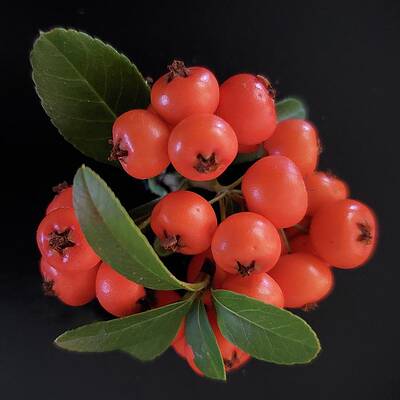 Green Photograph - Firethorn Berries by Joy Garso