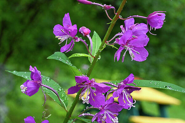 Water Photograph - Fireweed Blooms by Harry Banks