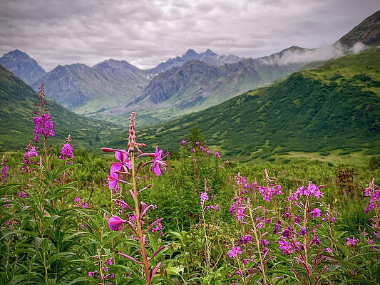 Landscape Wall Art featuring the photograph Fireweed In The Mountains by Harry Banks