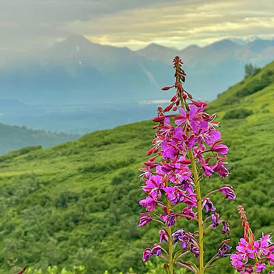 Serene Wall Art featuring the photograph Fireweed In The Valley by Harry Banks