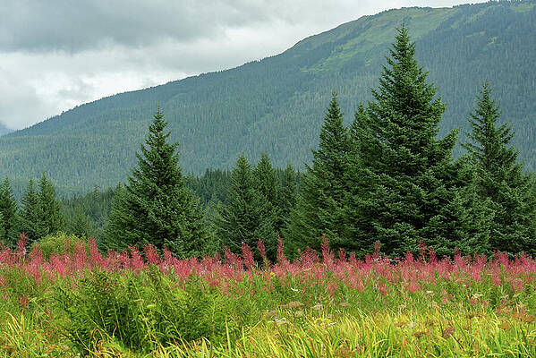 Wall Art featuring the photograph Fireweed Meadow Near Juneau, Alaska by Nancy Gleason