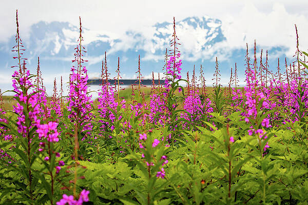 Mountain Photograph - Fireweed On The Shoreline by Craig A Walker