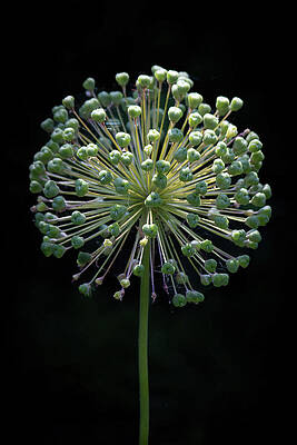 Nature Wall Art featuring the photograph Fireworks by Mark Triplett