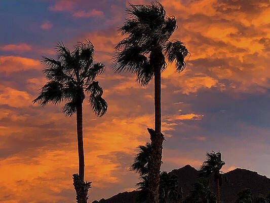 Wall Art featuring the photograph Firey Painted Skies Palm Tree Mountain Silhouettes by Bonnie Colgan