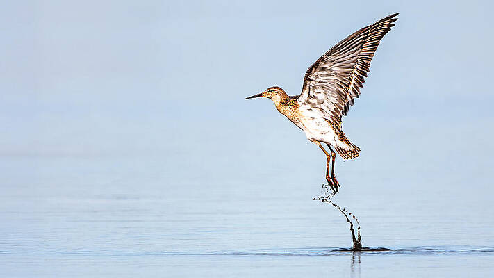 Photograph - First Beat Of The Wing by Jaroslav Buna