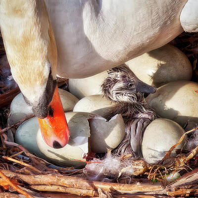 Germany Photograph - First Born Baby Swan by Tatiana Travelways