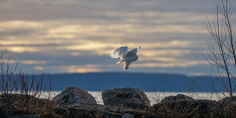 Country Wall Art featuring the photograph First Flight by James Overesch