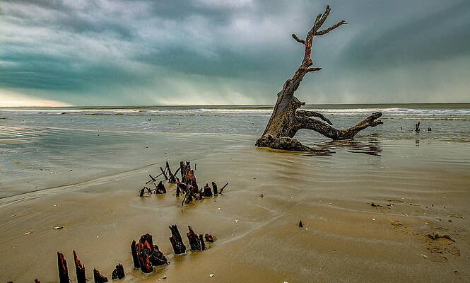 Serene Photograph - First Light At Driftwood Beach, South Carolina by Marcy Wielfaert
