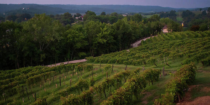 Missouri Wall Art featuring the photograph First Light On The Vineyards by Jeff Phillippi