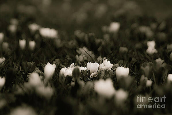 Flower Wall Art featuring the photograph First Signs by Helo Art