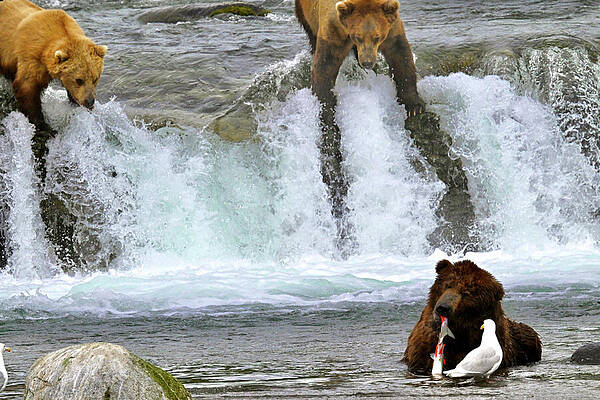 Wall Art featuring the photograph Fish Envy by Harry Banks