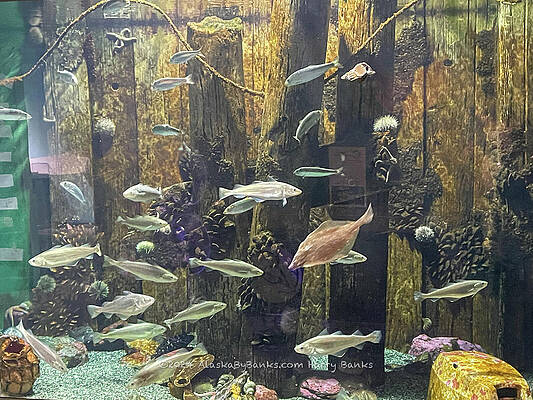 Fish Fish Fish by Harry Banks