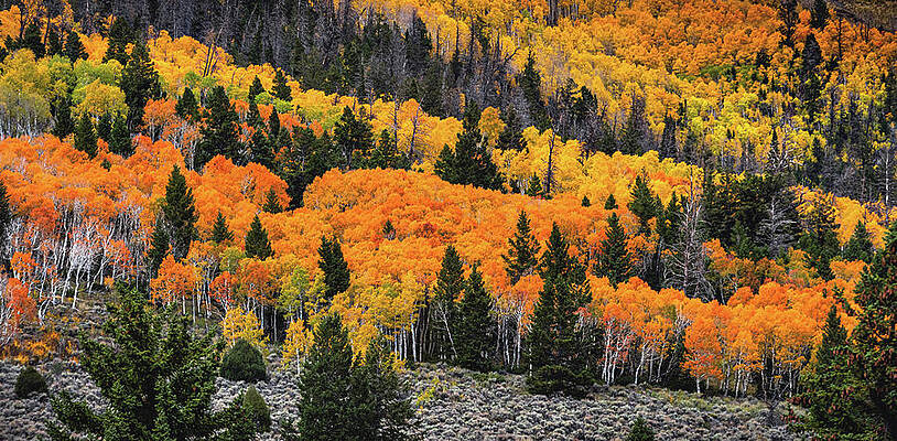 Color Photograph - Fish Lake Fall Colors, Utah by Abbie Warnock