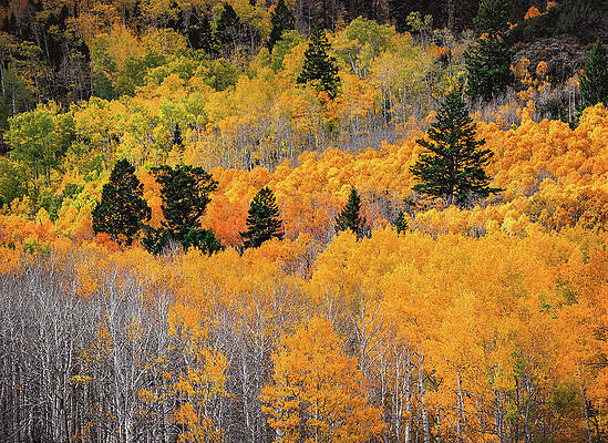 Fall Photograph - Fish Lake Golden Grove, Utah by Abbie Warnock