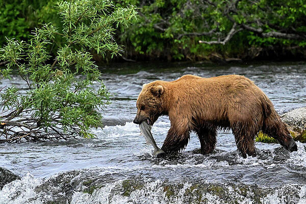 Wall Art featuring the photograph Fish On by Harry Banks