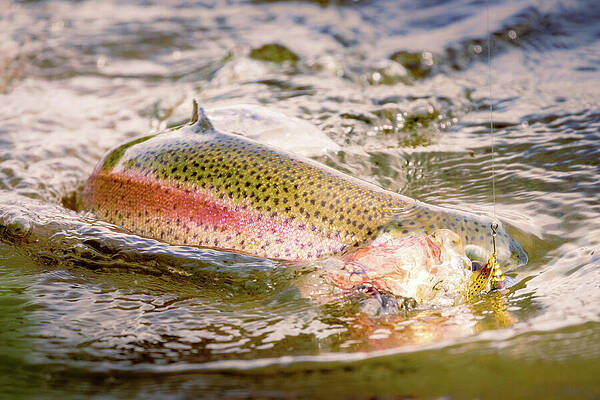 Wall Art featuring the photograph Fish ON. Trout On The Line At Baum Lake by Mike Lee