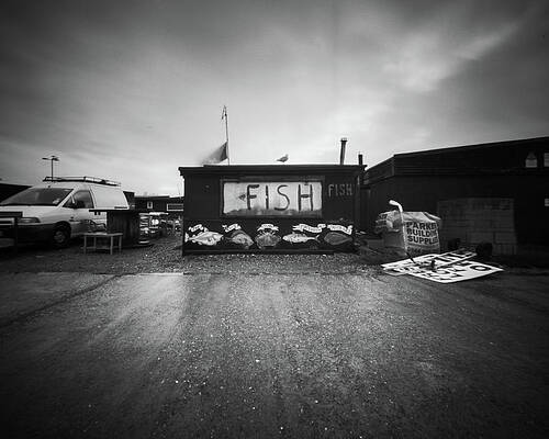 Wall Art featuring the photograph Fish by Will Gudgeon