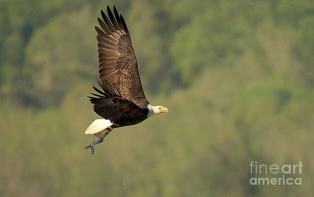 Wall Art featuring the photograph Fishing By The Treeline by Adam Jewell