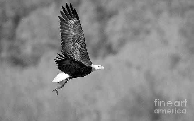 Wall Art featuring the photograph Fishing By The Treeline Black And White by Adam Jewell