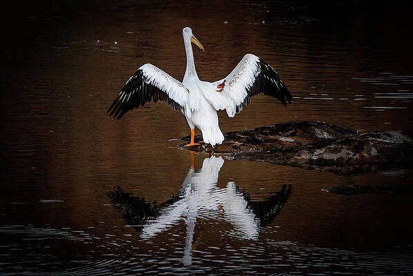 Lake Wall Art featuring the photograph Fishing Stretch by Matt Halvorson