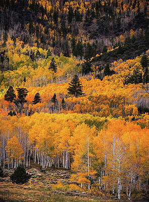 Fall Photograph - Fishlake Aspen Grove 1, Utah - Vertical by Abbie Warnock