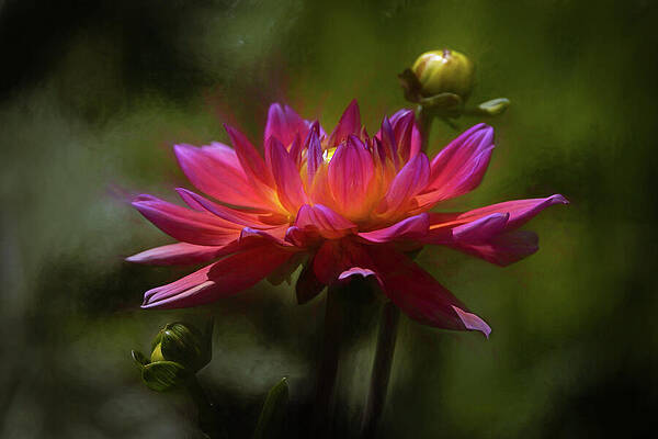 Wall Art featuring the photograph Flame Of Serenity by Dodie Ross