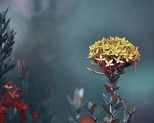 Wall Art featuring the photograph Flame Of The Woods 2 by Gian Smith