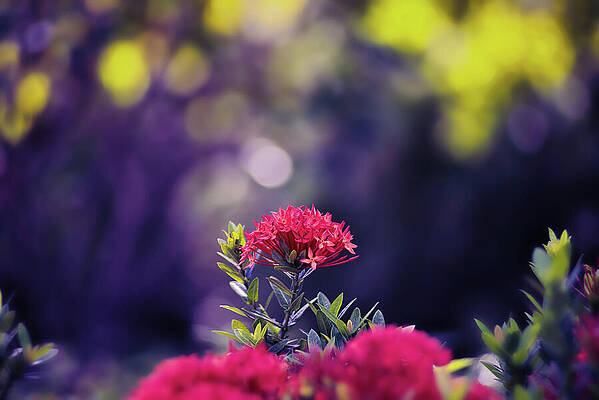 Wall Art featuring the photograph Flame Of The Woods 3 by Gian Smith