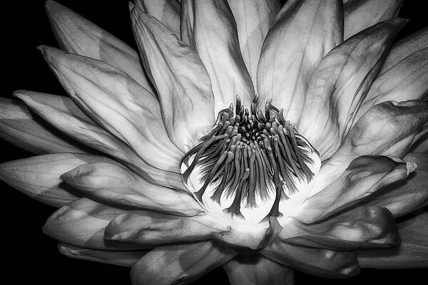 Flower Photograph - Flaming Heart Waterlily BW by Susan Candelario