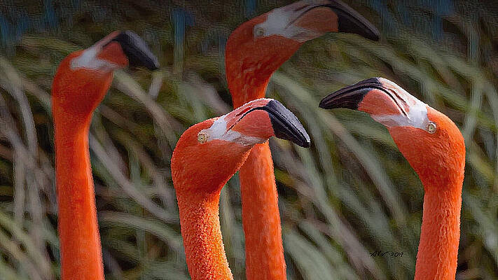 Florida Wall Art featuring the digital art Flamingo by Antonios Valamontes