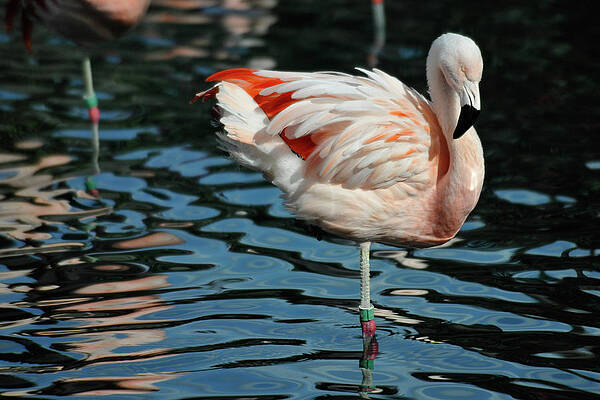 Water Photograph - Flamingo Reflections by Bonnie Colgan