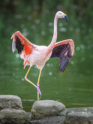Nature Wall Art featuring the photograph Posing Flamingo by Dave King