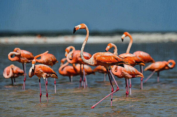 Florida Wall Art featuring the digital art Flamingo Feeding by Antonios Valamontes