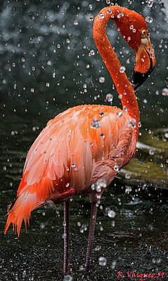 Egret Photograph - Flamingo In Water by Rene Vasquez