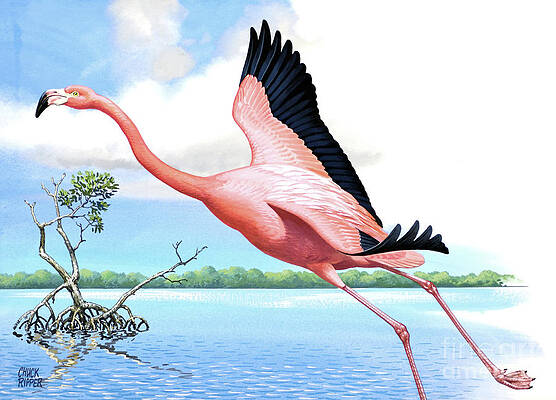 Flamingo Taking Flight Over River Print