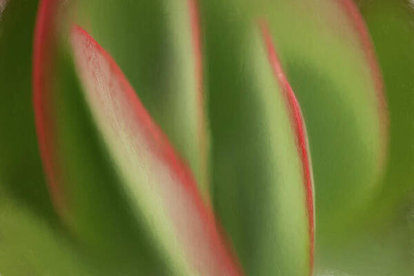 Wall Art featuring the photograph Flap Jacks by Dodie Ross