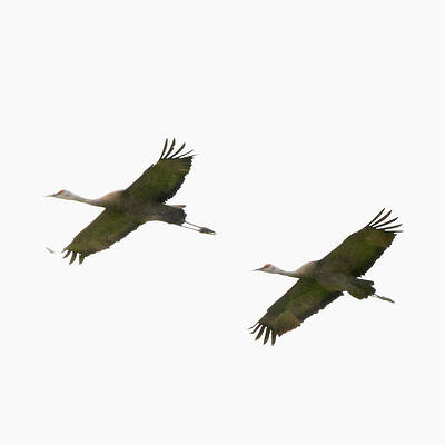 Wall Art featuring the photograph Dual Flight by Harry Banks