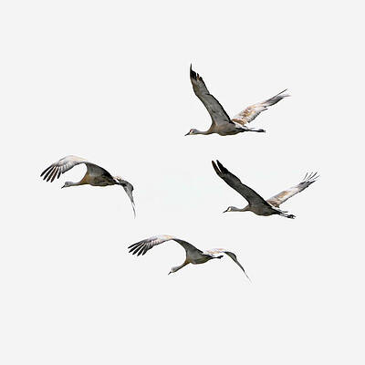 Wall Art featuring the photograph Fleeing Winter by Harry Banks