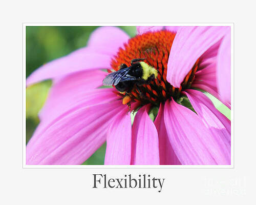 Wall Art featuring the photograph Flexibility by D Lee