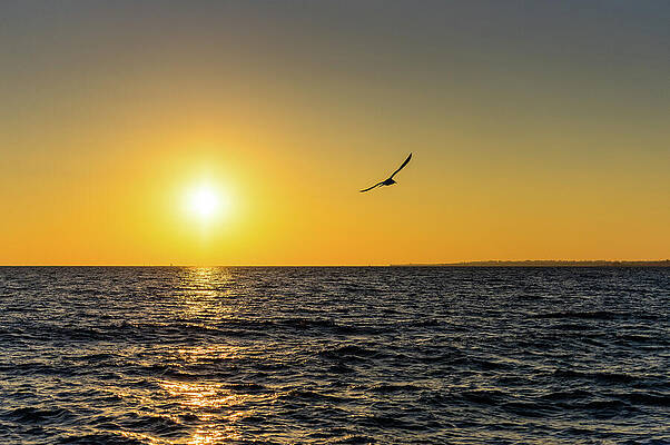 Sky Wall Art featuring the photograph Flight At Sundown by Rich Kovach