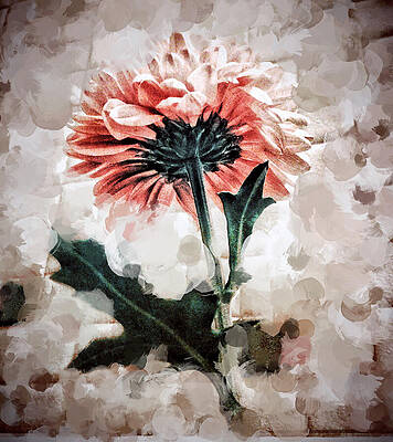 Wall Art featuring the photograph Floating Dahlia by Onedayoneimage Photography