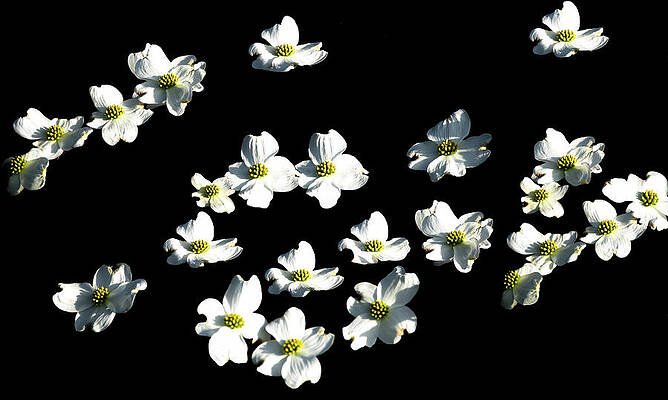 Spring Photograph - Floating Dogwoods by Marcy Wielfaert
