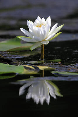 Wilkinson Wall Art featuring the photograph Floating Lily by Todd Wilkinson