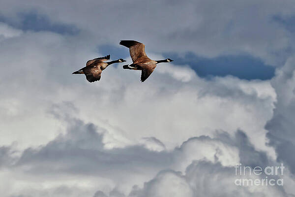 Wildlife Photograph - Floating The Clouds by Thomas Nay