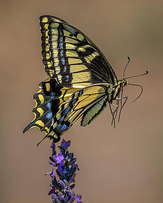 Flower Photograph - Floats Like A Butterfly by Tim Lyden